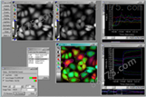 MetaMorph 高级图像分析软件
